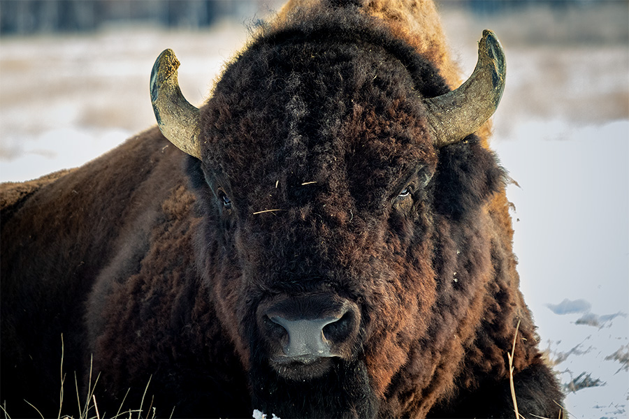 Bison